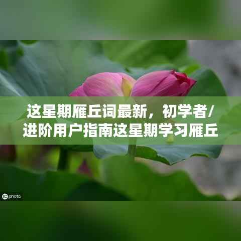 初学者与进阶用户指南,这星期学习雁丘词的详细步骤与最新指南