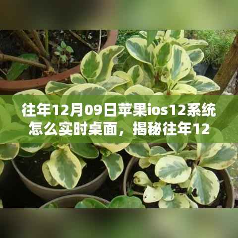揭秘,苹果iOS 12系统实时桌面设置指南(往年12月9日发布)