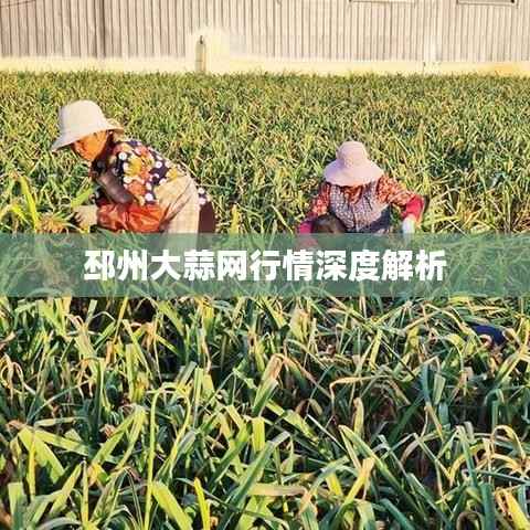 邳州大蒜网行情深度解析