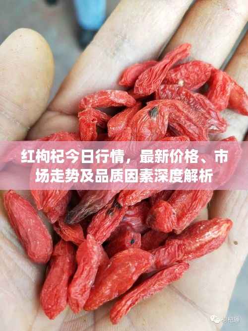 红枸杞今日行情,最新价格、市场走势及品质因素深度解析