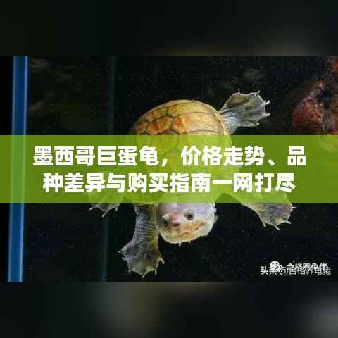 墨西哥巨蛋龟,价格走势、品种差异与购买指南一网打尽