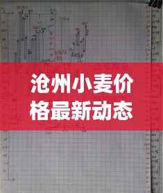 沧州小麦价格最新动态,市场走势与影响因素深度解析